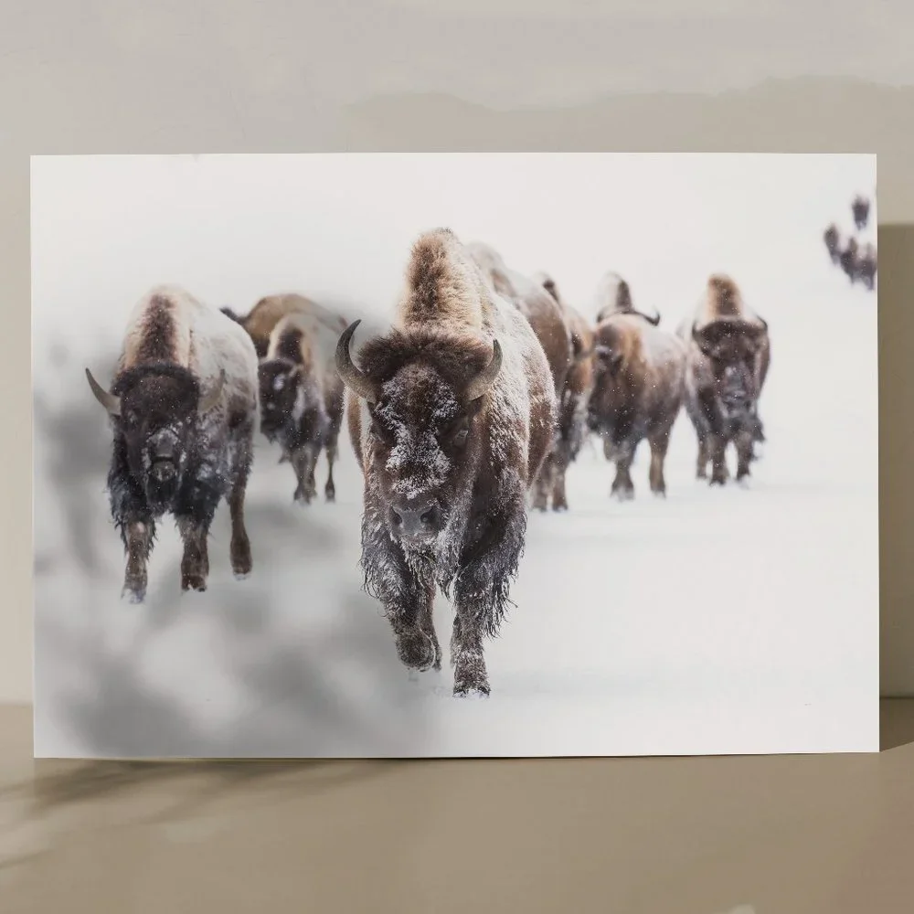19 x13 " Buffalo snow winter photography art print matte nature wall art - Picture 5 of 5